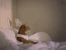 Kitty Bed GIF - Kitty Bed Sleep GIFs