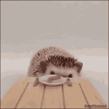 Hedgehog Nomnomnom GIF