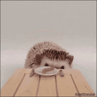 hedgehog yawning gif