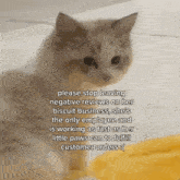 Jaemin'S Cat Jaemin Cat GIF - Jaemin'S Cat Jaemin Cat Luna Lucy Luke GIFs