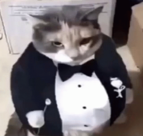 Fat Ass Cat In A Tuxedo Cat Image GIF - Fat Ass Cat In A Tuxedo Cat In ...