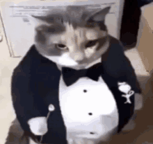 Fat Ass Cat In A Tuxedo Cat Image GIF - Fat Ass Cat In A Tuxedo Cat In A Tuxedo Cat Image GIFs