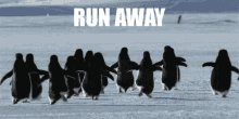 Penguins Run GIF - Penguins Run Away GIFs