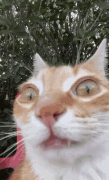 Stewlyblume Cat GIF