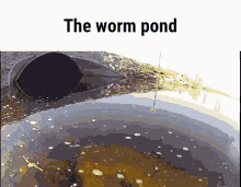 Worm Pond GIF - Worm Pond GIFs