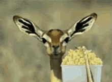 popcorn animal eat food chew