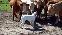 What Is This Small Cow? GIF - Cows Dog Sniff GIFs