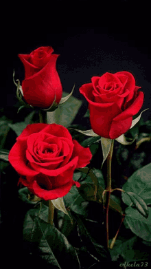 Rosas Rosas Vermelhas GIF - Rosas Rosas Vermelhas Flowers GIFs