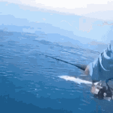 Fishing Shark GIF - Fishing Shark Ocean GIFs