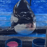 a killer whale is swimming in a pool behind a fence with buckets of food .