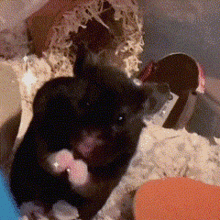 Steal Hungry GIF - Steal Hungry Hamster GIFs