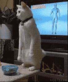 Cats Curious GIF