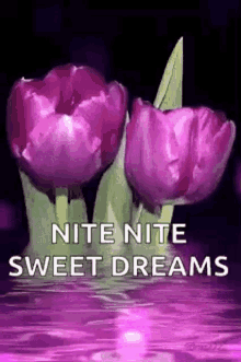 Nitenite Sweet Dreams GIF - Nitenite Sweet Dreams Sparklingly GIFs