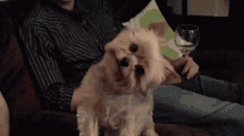 Yorkshire GIF - Yorkshire Cute So Adorable GIFs