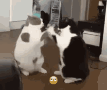 Cats Fighting GIF - Cats Fighting Cat Fight GIFs