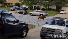 Bad Cow Police Chase GIF - Bad Cow Police Chase Wild GIFs