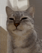 Cat Chews And Looks At The Camera Cat Eats And Looks At The Camera GIF