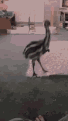 Animals Emu GIF