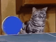 Cats Ping Pong GIF