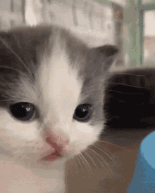 Cat Jorsh GIF - Cat Jorsh GIFs