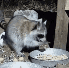Raccoon Wild Life Cam GIF - Raccoon Wild Life Cam Twitch GIFs