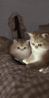 two cats are laying next to each other on a bed looking at a cell phone
