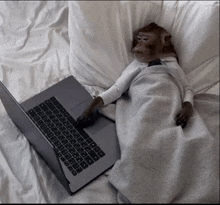a monkey is laying on a bed using a laptop computer