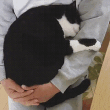Cat Hug GIF - Cat Hug People GIFs