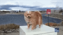 Funny Animals Dogs GIF - Funny Animals Dogs Weather GIFs