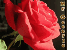 Mrgeekyle Roses GIF - Mrgeekyle Roses Good Morning GIFs