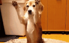 Cutie Dog GIF - Cutie Dog GIFs