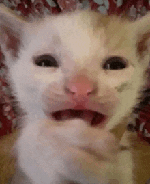 a close up of a kitten with its mouth open and a pink nose .