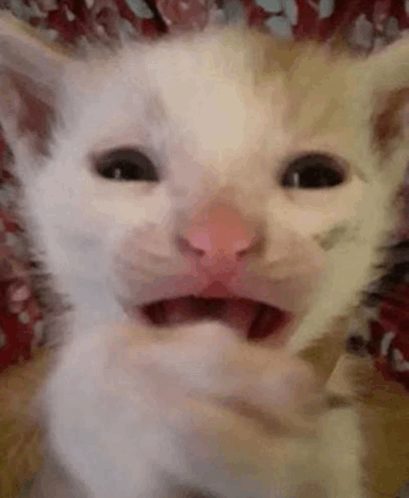scared-cat.png