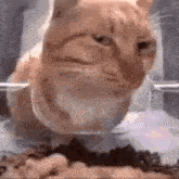 Judging Cat Judging GIF - Judging Cat Judging Goofy Cat GIFs