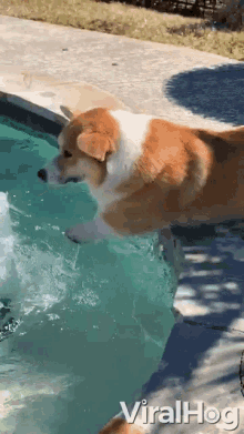 corgi wants to swim dog corgi pool viralhog