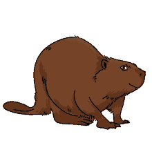 american beaver