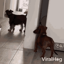 Peeking Viralhog GIF - Peeking Viralhog Dogs Playing Hide And Seek GIFs