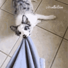 Biting The Pet Collective GIF - Biting The Pet Collective Come Here GIFs