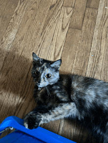 Cat Juno GIF - Cat Juno Junoiship GIFs