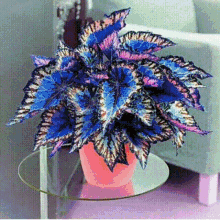 Nothing Looks Like This Fake Plant GIF - Nothing Looks Like This Fake Plant Inverted Begonia GIFs
