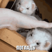 хорек животное погладь мило GIF - Ferret Polecat Animal GIFs