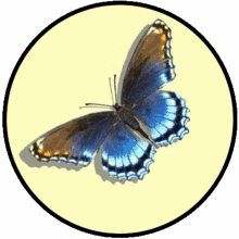 blue butterfly 3d butterfly caption me add text add caption
