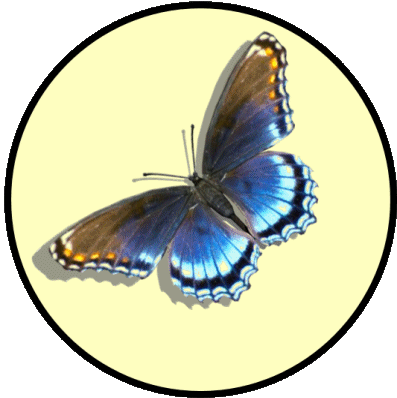 Blue Butterfly 3d Butterfly Sticker - Blue Butterfly 3d Butterfly Caption Me Stickers