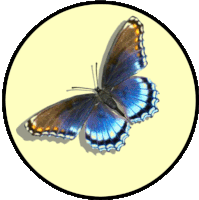Blue Butterfly 3d Butterfly Sticker - Blue Butterfly 3d Butterfly Caption Me Stickers