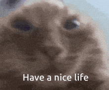 a close up of a cat with the words have a nice life written below it