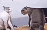two cats are standing next to each other and looking at each other in a room .