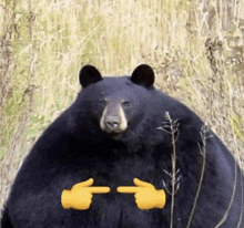 Bear Shy GIF