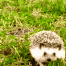 a small hedgehog is sitting in the grass .