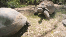 Following National Geographic GIF - Following National Geographic The Largest Turtle Species GIFs