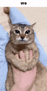 Vro Vro Cat GIF - Vro Vro Cat Cat GIFs